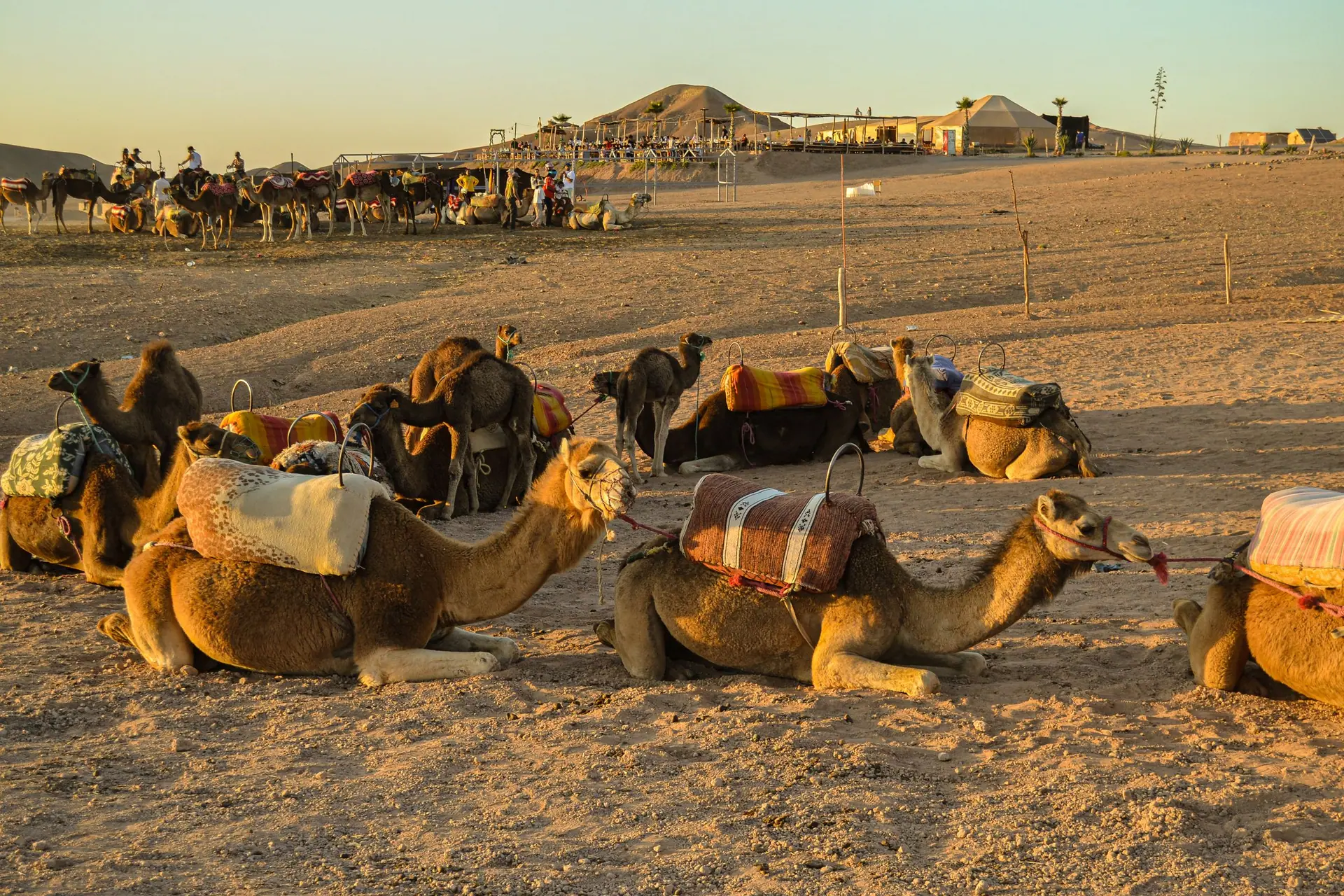 A group of camels resting in the Agafay desert with riders nearby under a warm sunset.