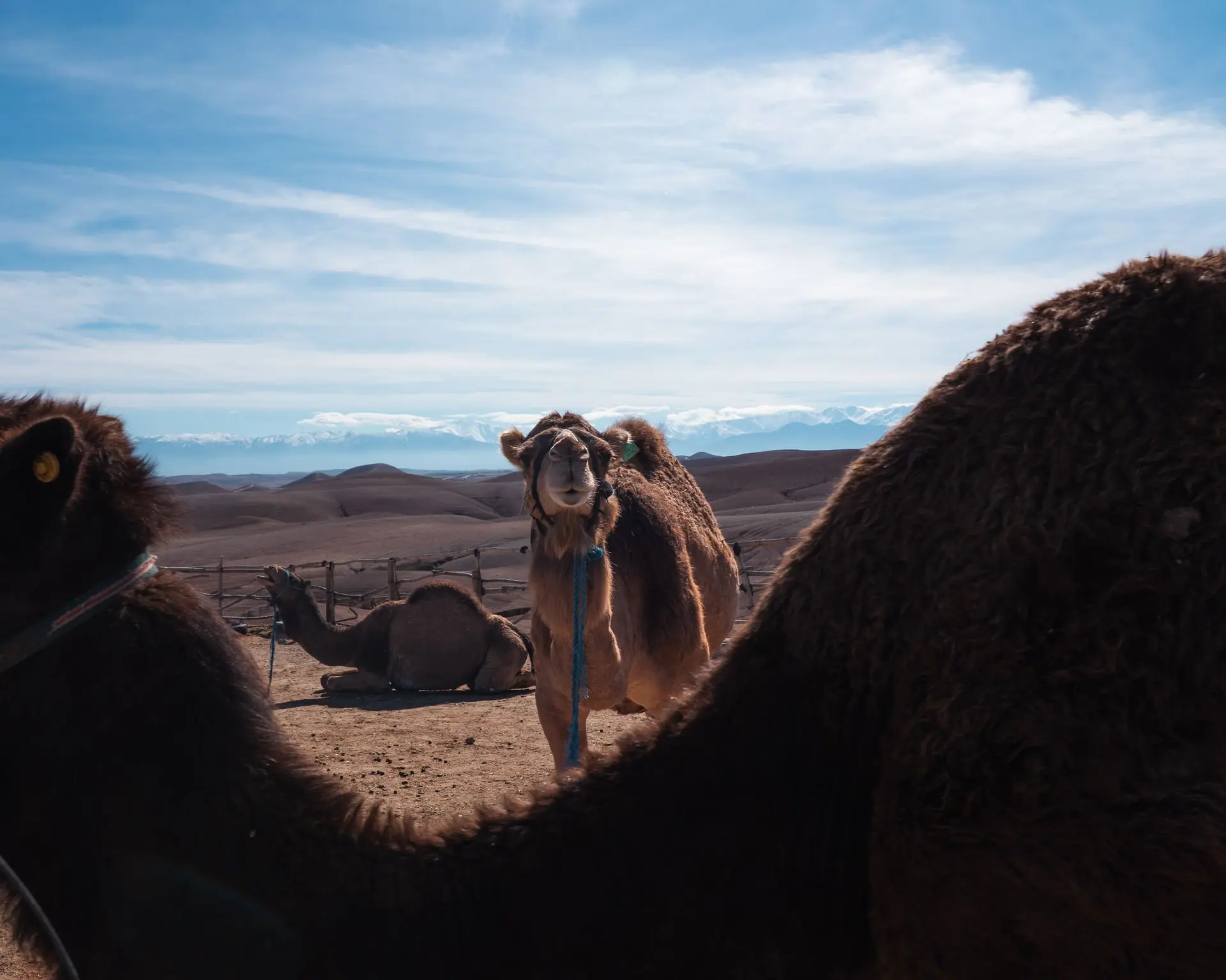 Camels resting in the Agafay Desert, Marrakesh-Safi, Morocco under a bright blue sky.
