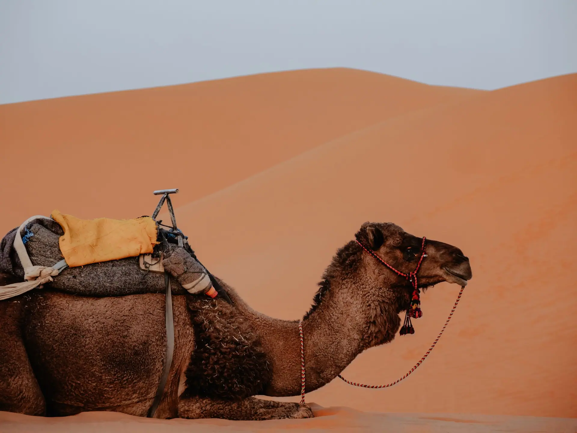 Side view of a camel resting on sand dunes in Marrakesh, Morocco.