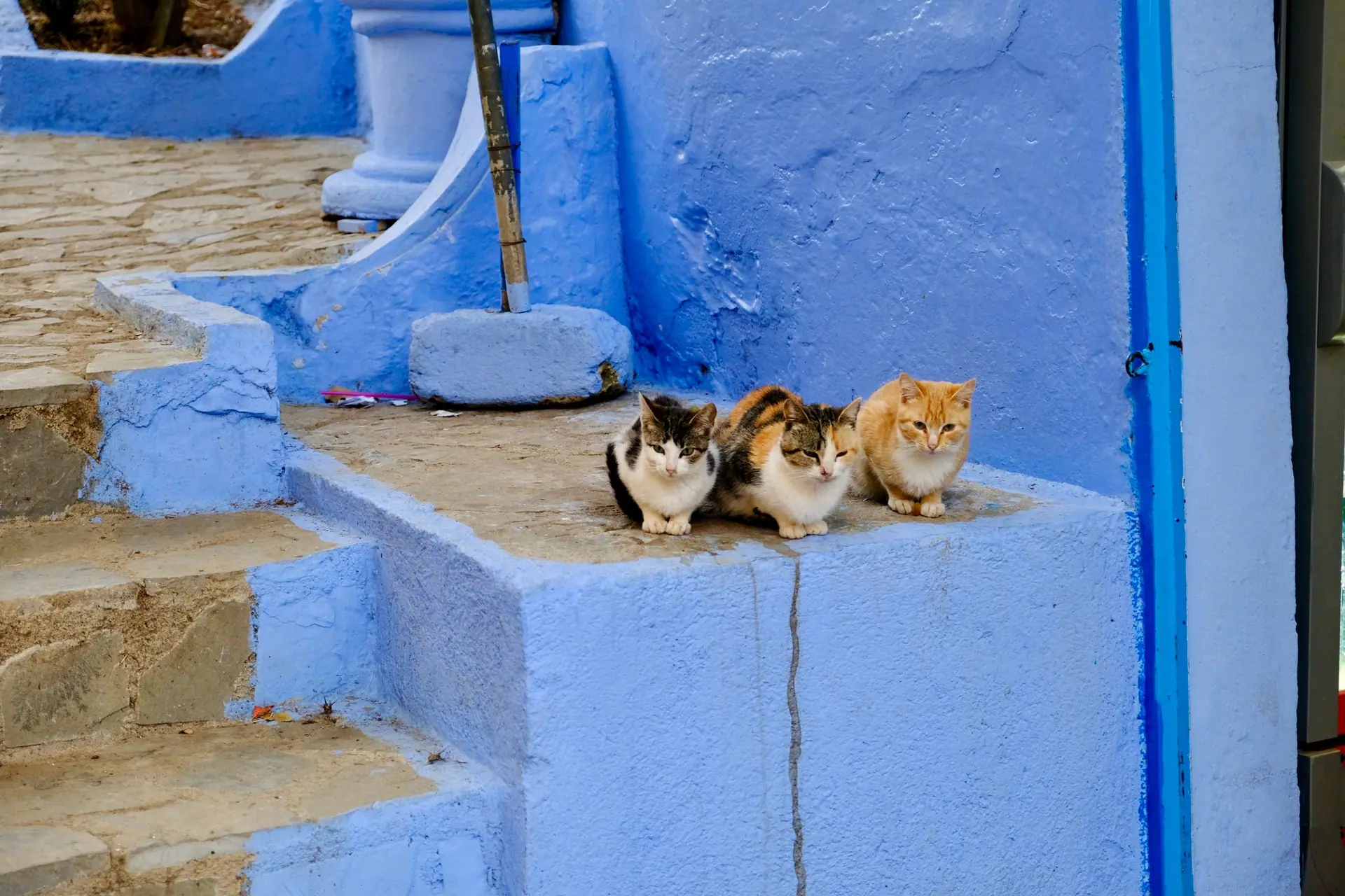 Three cats resting on blue-painted steps in Chefchaouen, Morocco, known for its vibrant blue buildings.
